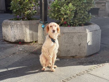 İngiliz setter köpeği güneş ışığı altında şehrin kaldırımında tek başına oturuyor. Sabır, sadakat, kentsel an, sessiz bekleme, evcil hayvan ve insan rutini arasındaki nazik bağ günlük hayatta