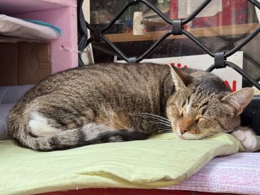 Dışarıdaki yumuşak yastıkta dinlenen uyuyan evsiz kedi. Günlük hayvan yaşamında huzur, rahatlık ve sıcaklık