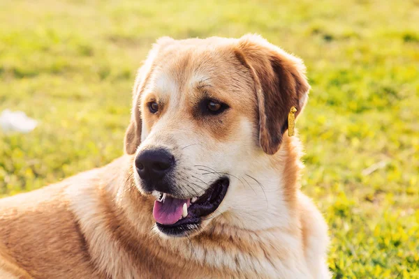 Dog in grass — Stock Photo, Image