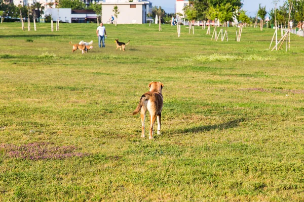 Dog in grass