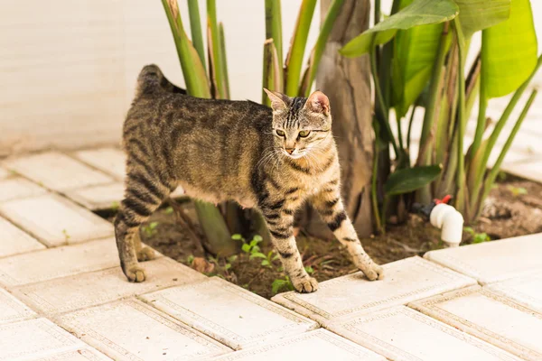 Beau chat dans le jardin — Photo