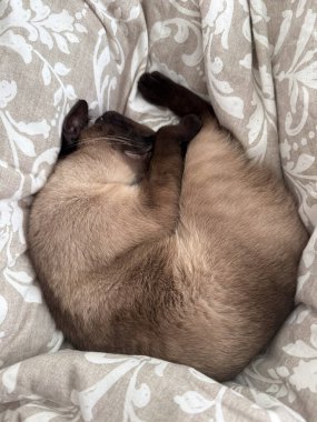 Kıvırcık siyam kedisi evdeki battaniyenin üzerinde rahat bir şekilde uyuyor. Ev sakinliği, sıcaklık, rahatlama, evcil hayvan arkadaşlığı, rahat iç atmosfer ve kapalı alandaki huzurlu günlük yaşam anı..