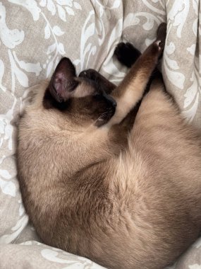 Kıvırcık siyam kedisi evdeki battaniyenin üzerinde rahat bir şekilde uyuyor. Ev sakinliği, sıcaklık, rahatlama, evcil hayvan arkadaşlığı, rahat iç atmosfer ve kapalı alandaki huzurlu günlük yaşam anı..