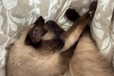 Kıvırcık siyam kedisi evdeki battaniyenin üzerinde rahat bir şekilde uyuyor. Ev sakinliği, sıcaklık, rahatlama, evcil hayvan arkadaşlığı, rahat iç atmosfer ve kapalı alandaki huzurlu günlük yaşam anı..