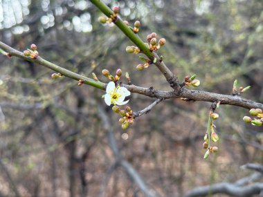 Bahar ormanı başlarında açılmamış tomurcuklar arasında ağaç dalında tek bir beyaz çiçek beliriyor. Yaşamın yenilenmesi, doğal büyüme döngüsü ve mevsimsel dönüşüm