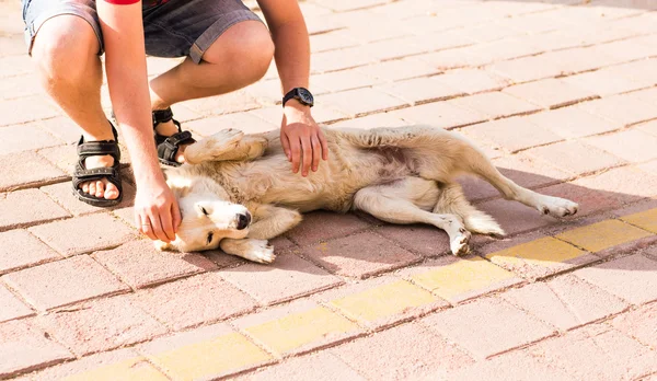 Man stroking  playful dog - Concepts of friendship,pets,togetherness — Stock Photo, Image