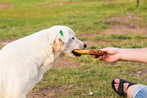 Alimentação cão sem-teto — Fotografia de Stock