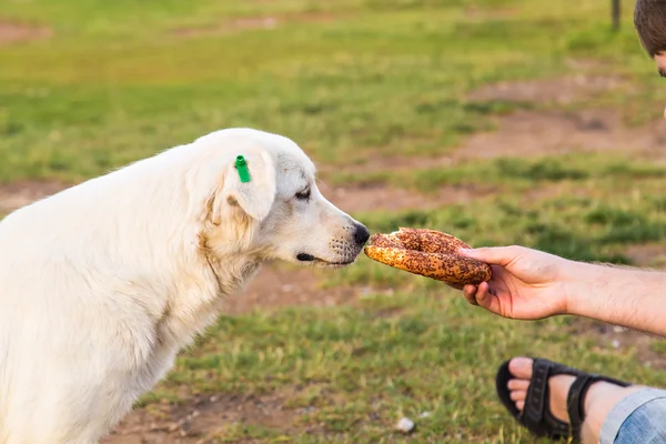 Feeding homeless dog — Stock Photo, Image