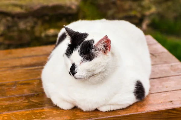 Gato gordo sentado —  Fotos de Stock