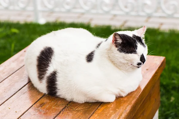 Gato gordo sentado —  Fotos de Stock