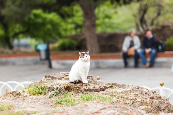 Biały kot bezdomnych w parku — Zdjęcie stockowe