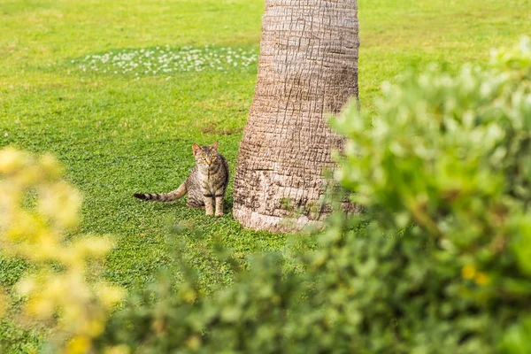 Cute  Cat  Sitting In Grass — Stock Photo, Image