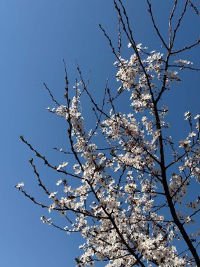 Beyaz bahar, açık mavi gökyüzüne karşı ince dallar üzerinde çiçek açar. Yenilenme, açıklık, mevsimsel uyanış, umut, kırılgan güzellik ve ışık, hava, çiçek ve uzay arasındaki diyalog