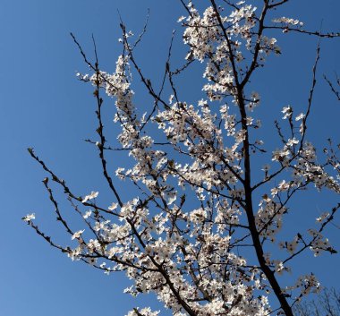 Beyaz bahar, açık mavi gökyüzüne karşı ince dallar üzerinde çiçek açar. Yenilenme, açıklık, mevsimsel uyanış, umut, kırılgan güzellik ve ışık, hava, çiçek ve uzay arasındaki diyalog