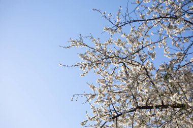 Arkasında bahar ağaçları olan narin çiçek dalları. Kırılganlık, uyanış, şefkat, umut, yeniden doğuş ve gün ışığı altında sergilenen sessiz güzellik ve açık gökyüzü.