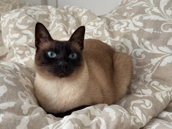 Siamese cat with blue eyes resting on patterned cushion in home interior setting. Domestic pet behavior, companionship, relaxation, indoor lifestyle, animal portrait in cozy environment.