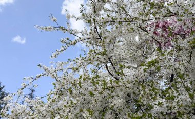 Sıcak gün ışığında dalları kaplayan yoğun bahar çiçekleri. Bolluk, yenilenme, verimlilik, mevsimsel geçiş, doğal doku, kentsel dinginlik, ve yaprak ve meyvelerden önce çiçek açmanın geçici güzelliği.