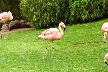 pembe flamingolar grubu