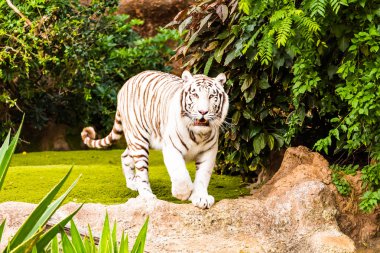 esaret altında beyaz bir kaplan bardak yaban hayatı