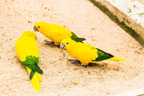 Belo papagaio, sol conure — Fotografia de Stock