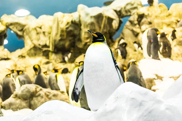 Pingüino rey en el zoológico — Foto de Stock