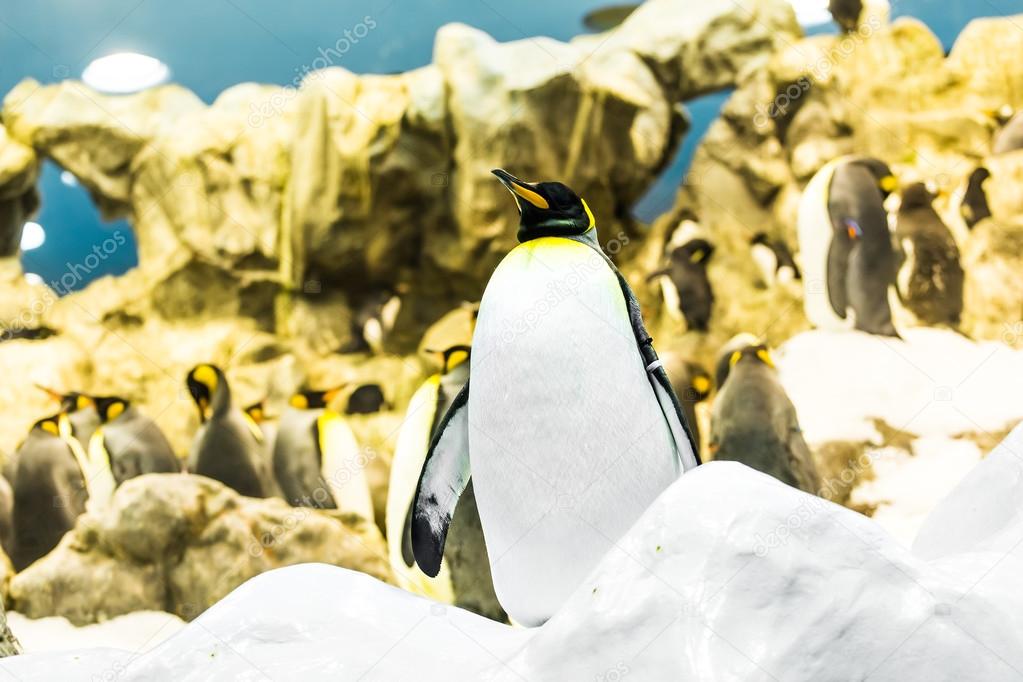 king penguin in zoo