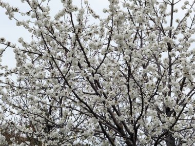 Şehir yeşilliği yakınlarındaki yoğun bir bahar örtüsünde dallara yayılan beyaz kiraz çiçekleri. Mevsimlik ağaç dokusu, dekoratif manzara ayrıntıları ve botanik yenileme..
