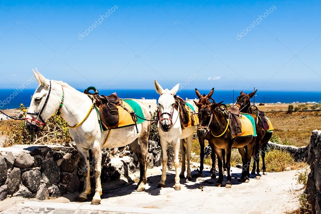 Trekking Horses and donkeys. Delivery of the mountain.
