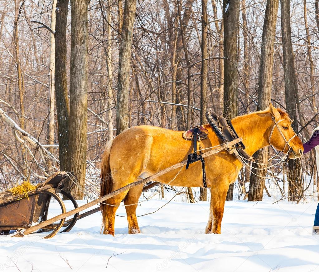 Portrait of horse  in winter landscape