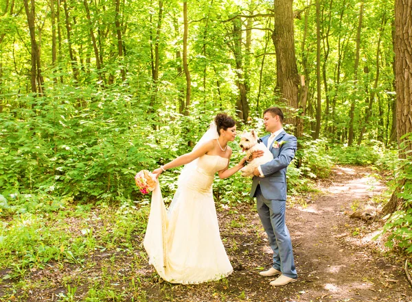 Novia y novio caminando con perro oeste Highland white terrier —  Fotos de Stock