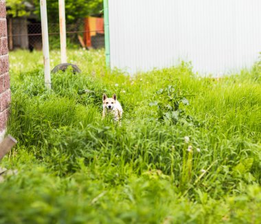 Köpek dışarıda gülümsüyor.