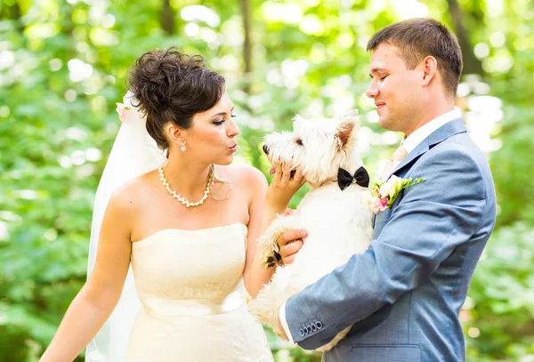 Свадьба жениха и невесты с красивой белой собакой летом на открытом воздухе — стоковое фото