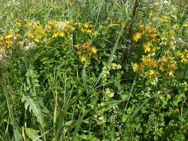 Çiçekli bitki Hypericum