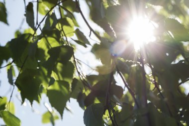 Ağacın yaprakları akış güneş