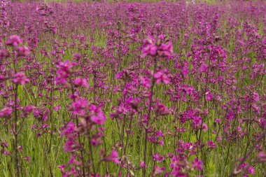 Smolka çayır çiçeklerin büyük çayır on