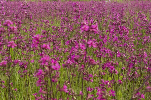 Smolka fleurs de prairie poussent sur une grande prairie — Photo