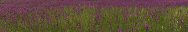 赤花スモルカと草に覆われた清算のパノラマ — ストック写真