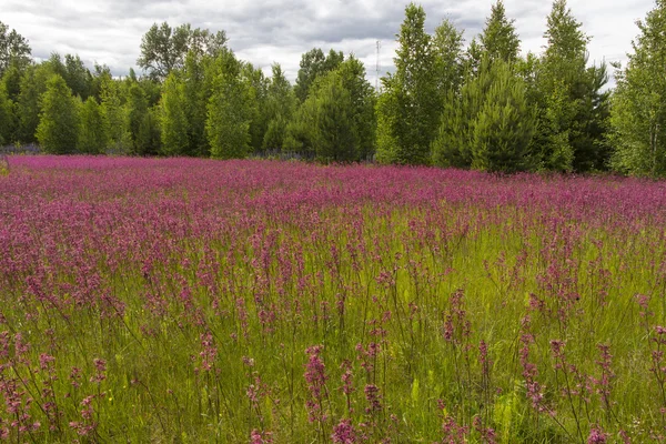 Glade fleurs rouges envahies Smolka — Photo