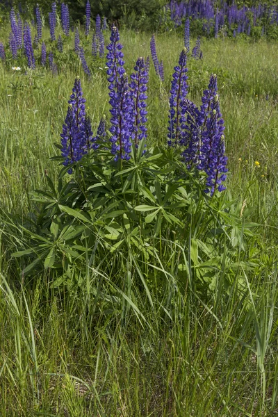 Arbusto lupine flores silvestres — Fotografia de Stock