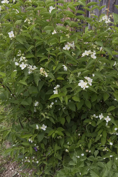 茉莉花布什 — 图库照片