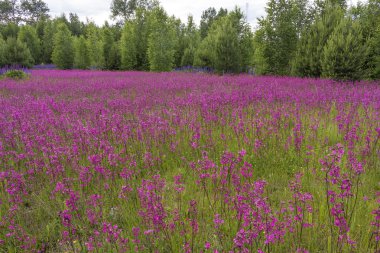 Glade kırmızı çiçekler Smolka büyümüş
