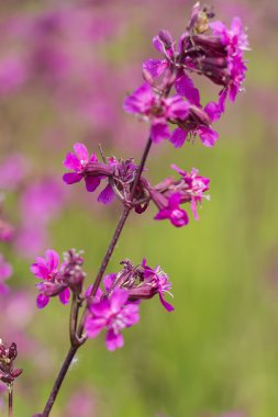 Alan kırmızı çiçek campion