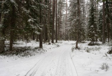 Kış. Karlı bir ormanda yol