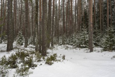 Kış günü. Karda çam ormanı