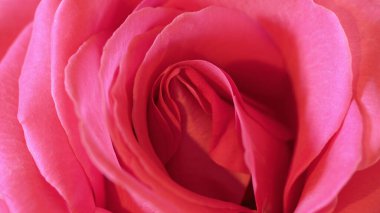 Kırmızı Gül. Makro fotoğrafçılık. Yapraklar kapanıyor