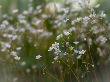 Küçük beyaz çiçekler. Makro fotoğrafçılık