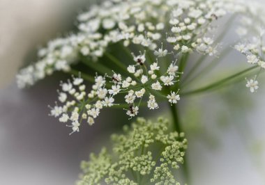 Küçük beyaz çiçekler ve karıncalar. Makro fotoğrafçılık