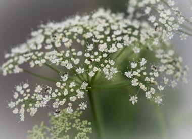 Küçük beyaz çiçekler ve karıncalar. Makro fotoğrafçılık