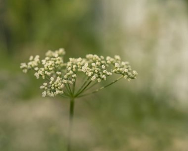 Küçük beyaz çiçekler. Makro fotoğrafçılık
