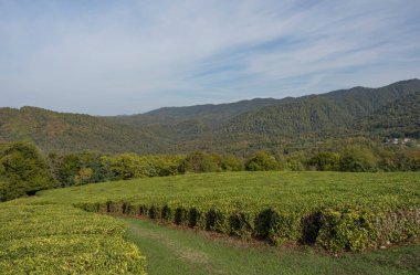 Dağların arka planında çay tarlaları. Soçi 'nin banliyöleri. Çalıların arasındaki yol..